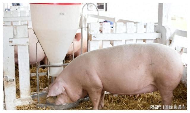 韩国疯抢！我国喂猪用的“农作物”竟成了美食涉资40亿！